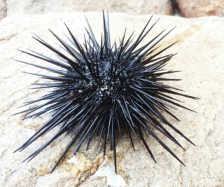 うにはどこの部位を食べてる？黒い部分は何？美味しいウニの見極め方 | こころの花束